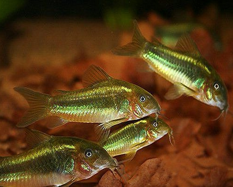 Green Laser Corydora ~ 2.5cm - 3cm SPECIAL OFFER